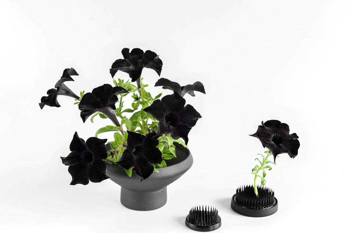 Gorgeous black blooming petunias on a white background