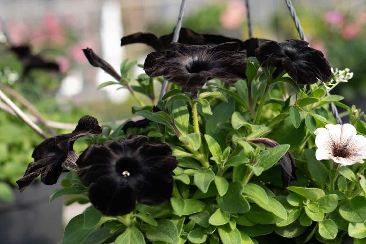 Petunia Black Velvet blossoms in a hanging po