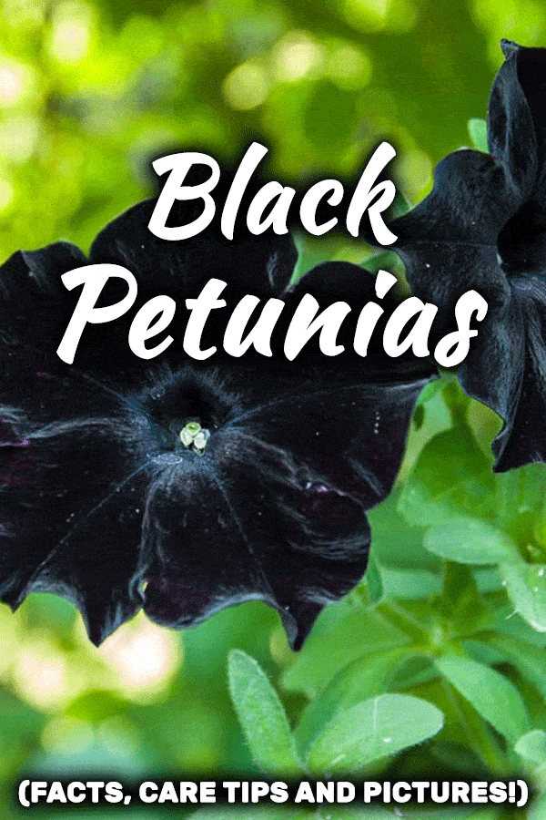 Black Petunias (Facts, Care Tips and Pictures!)