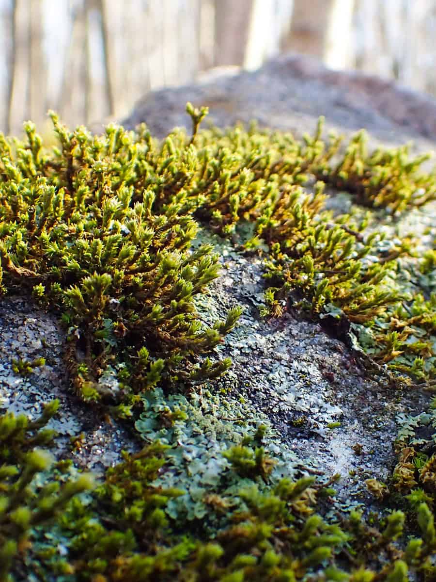 Closeup of Acrocarpous moss covered rock with trees in the background