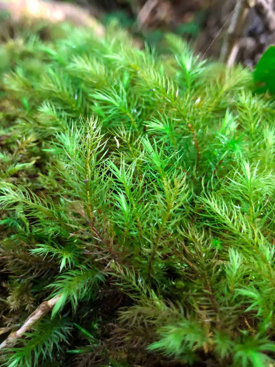 Dicranum scoparium is one of the moss species that commonly grows in forests, on rocks, or on decaying wood surfaces
