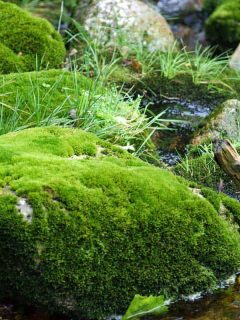 How Fast Does Moss Grow?