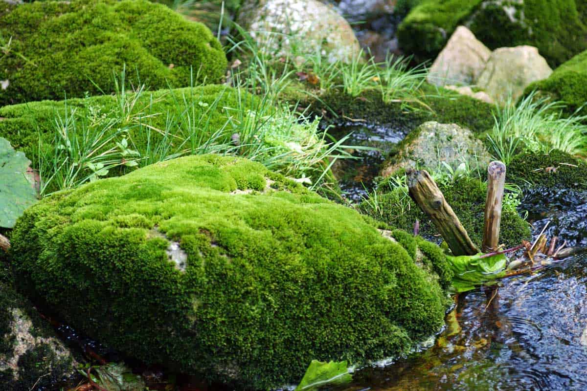 How Fast Does Moss Grow?