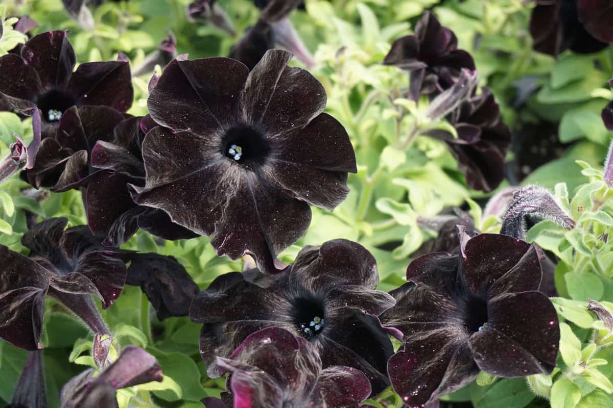 Petunia 'Crazytunia Black Mamba' flowers
