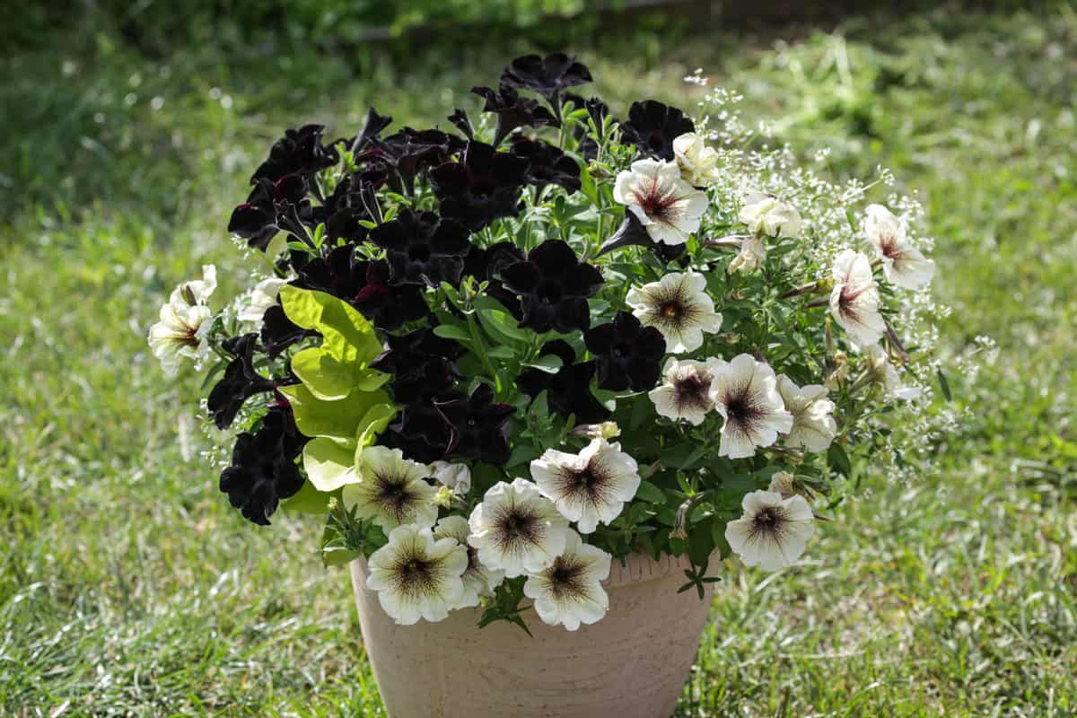 How to grow black petunias and care for them with ease