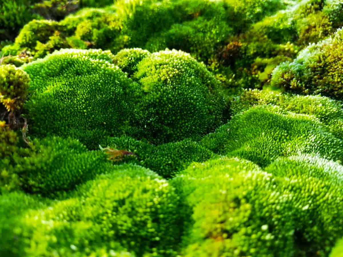 Moss looking like moss hills

