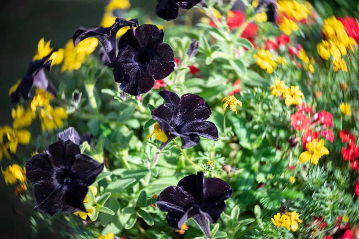 Flowers of Black Petunia