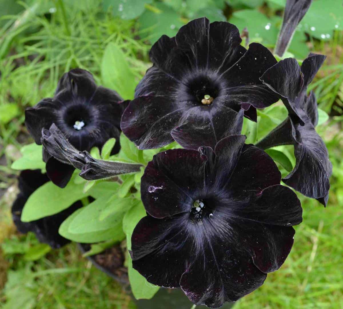 The black petals are tinged with violet hues that shimmer when sunlight is directly shone on them.