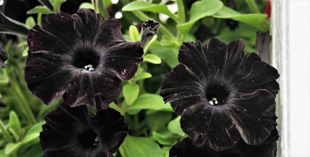 close up shot of a black velvet Petunia