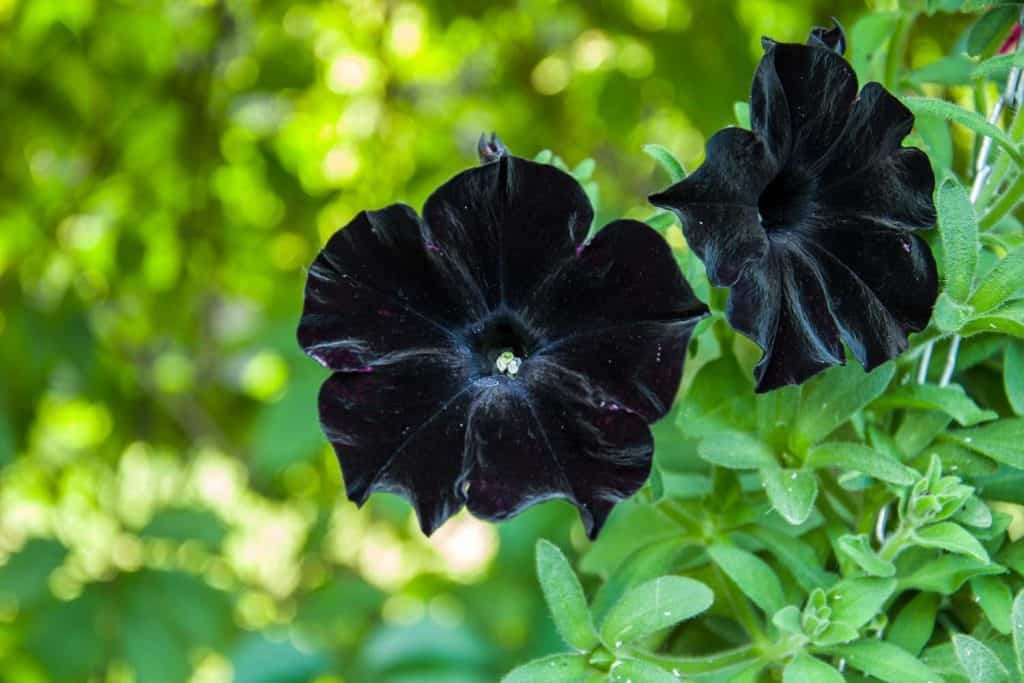 close up shot of two black Petunia