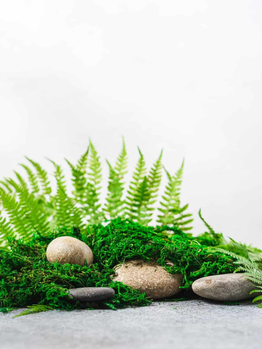 Stones, natural green moss and fern composition