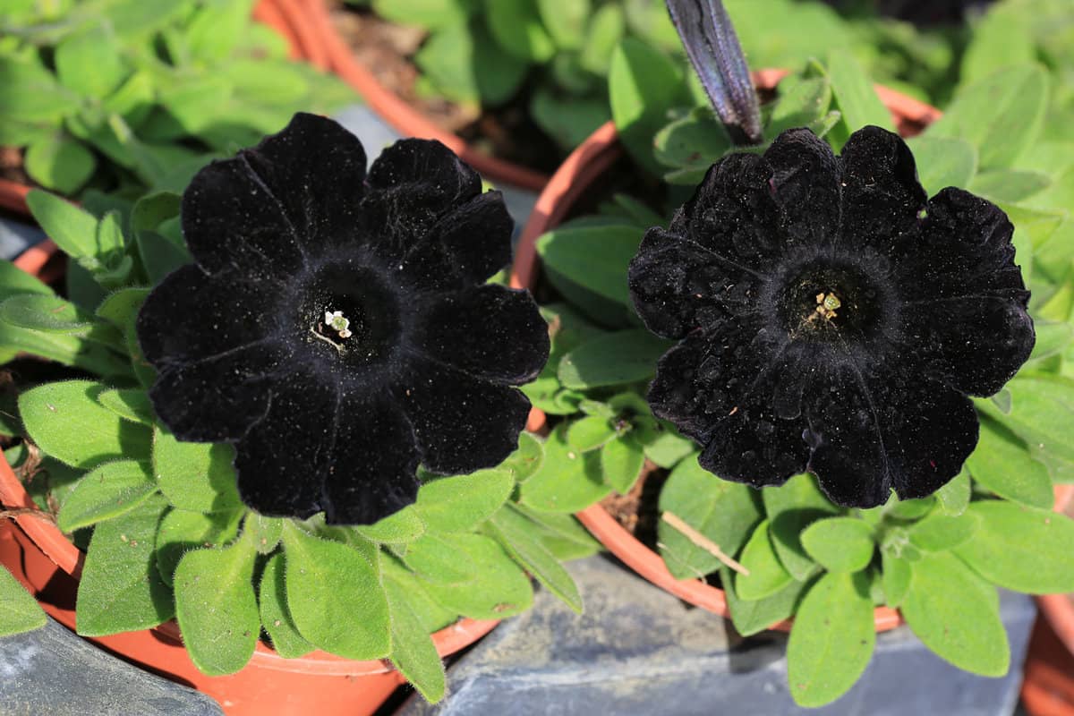 True black petunia flowers