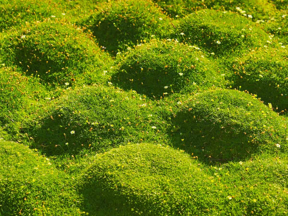 moss cushions in sunlight, natural green background
