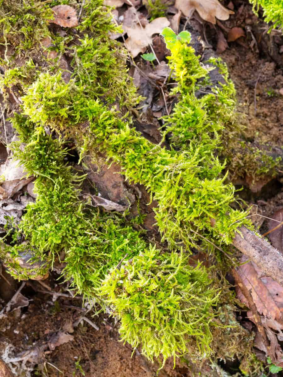 mosses pleurocarpous close up during winter

