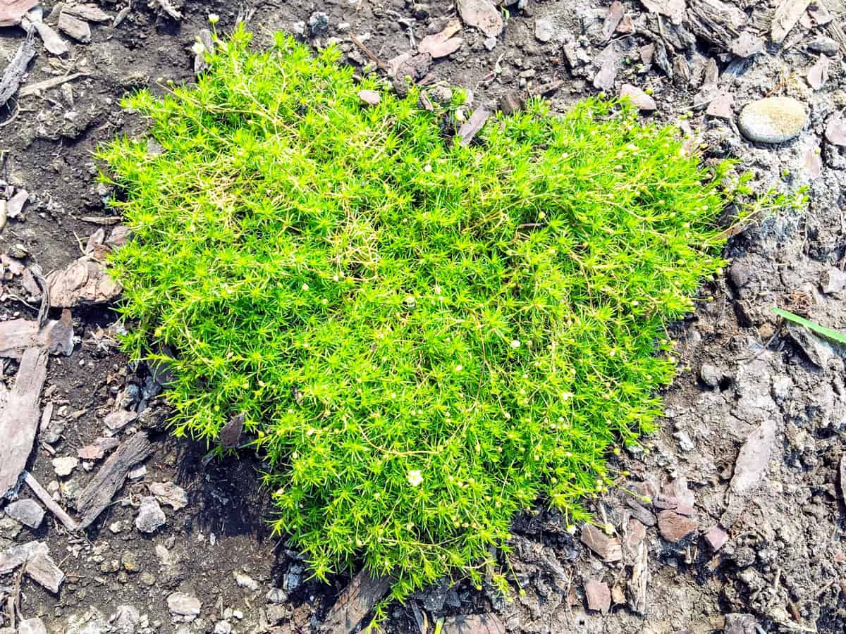 scotch or irish moss growing in a garden in the shape of a heart
