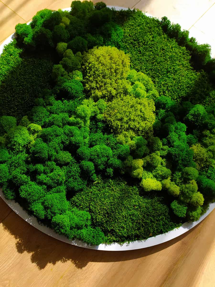 stabilized moss round panel in a white frame
