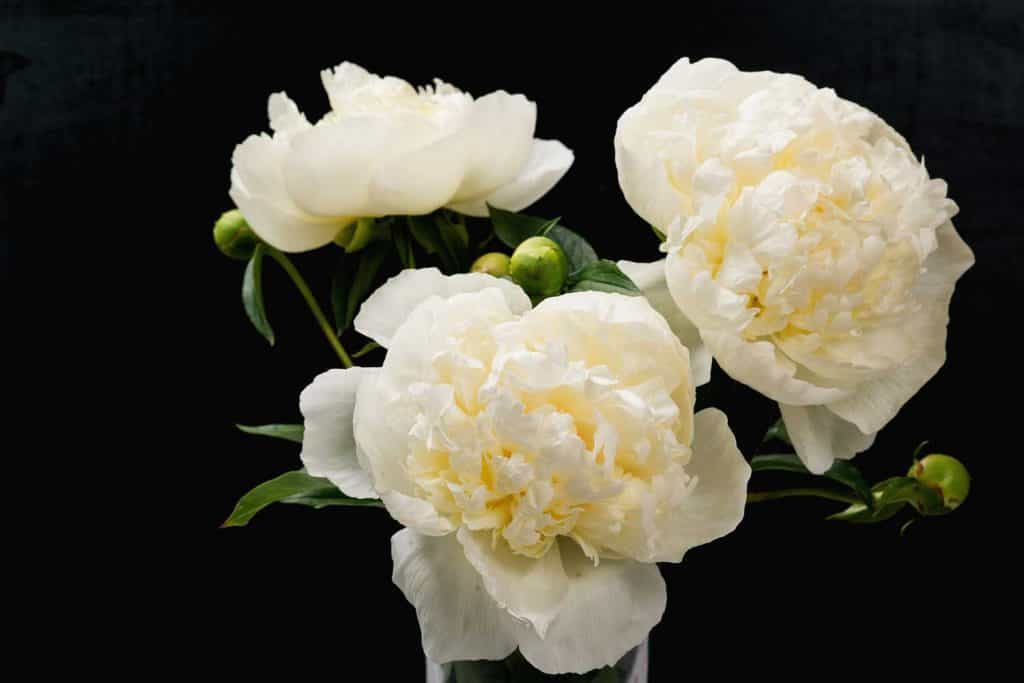 Everything About White Peonies You Need To Know