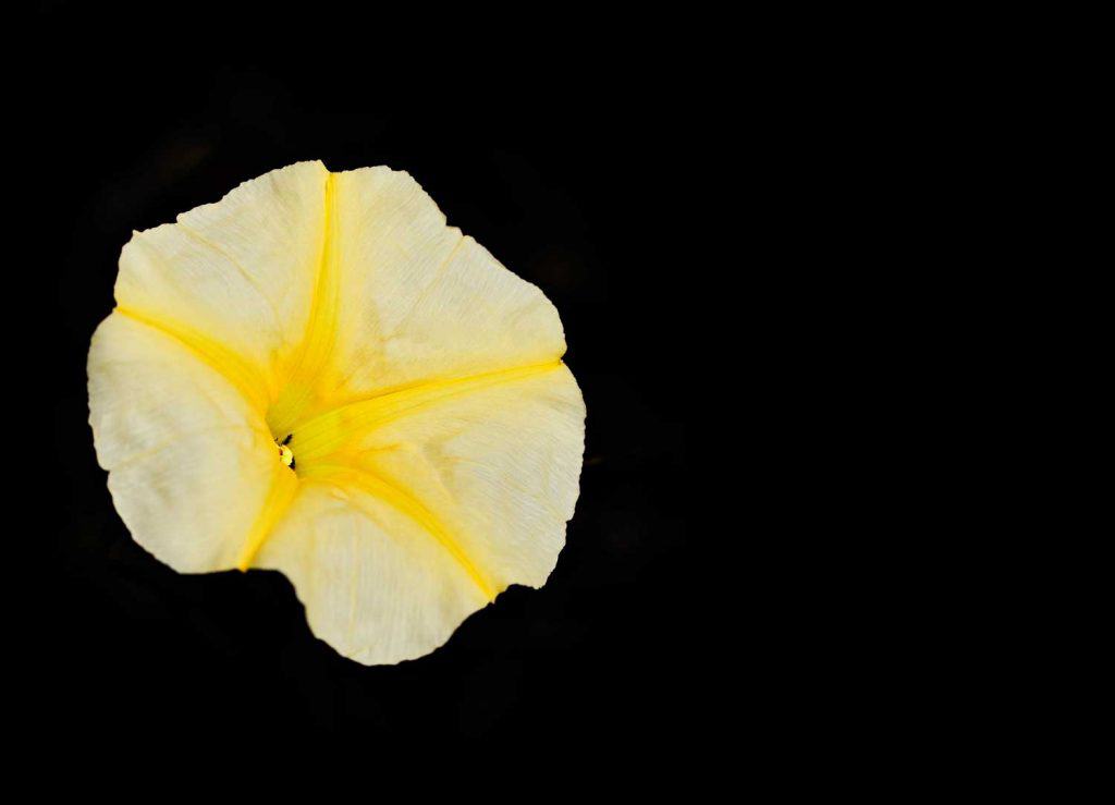 Yellow Petunia