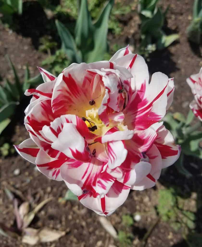 close up shot of white, red and yellow Striped Tulips