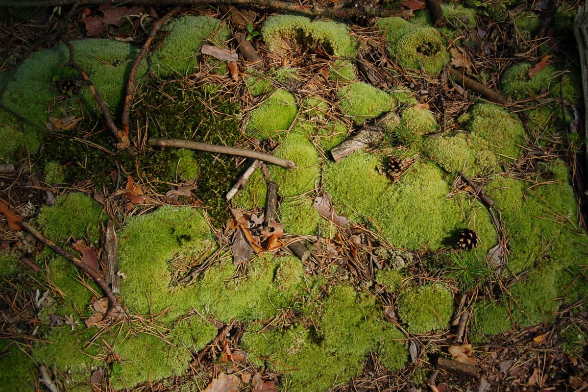 A close up photo of a cushion moss in the forest 