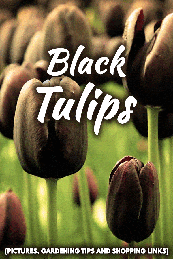 Black Tulips (Pictures, Gardening Tips, and Shopping Links)