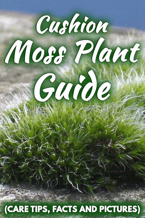 Cushion Moss Plant Guide (Care Tips, Facts and Pictures)
