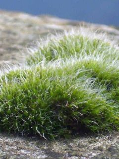 Cushion Moss (Care Tips, Facts and Pictures)