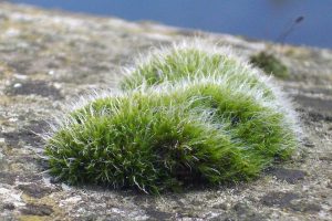 Read more about the article Cushion Moss Plant Guide (Care Tips, Facts and Pictures)