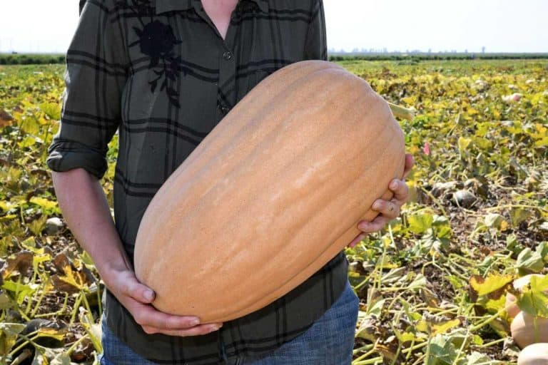 Dickinson Pumpkins (Gardening Guide and Pictures)