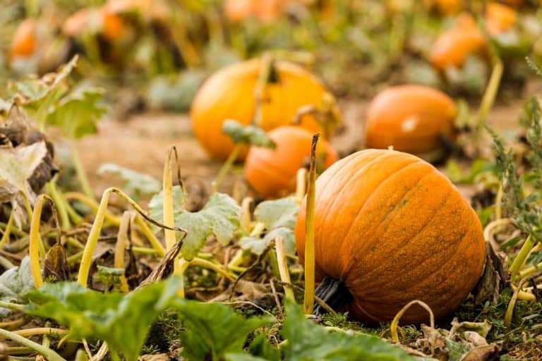 How Long Does It Take to Grow a Pumpkin
