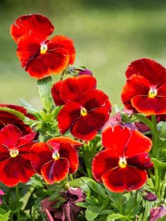 Red Pansies (Pictures, Gardening Tips, and Shopping Links)