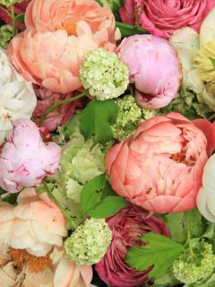 What Colors Do Peonies Come In