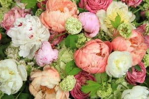 Read more about the article What Colors Do Peonies Come In?