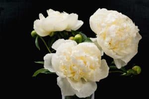 Read more about the article White Peonies (Pictures, Care Tips, and Shopping Links)
