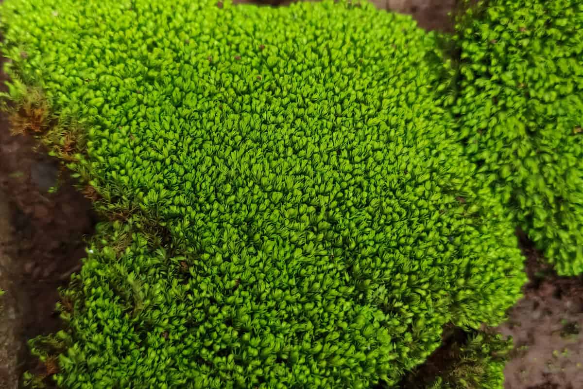 Cushion moss growing in the garden