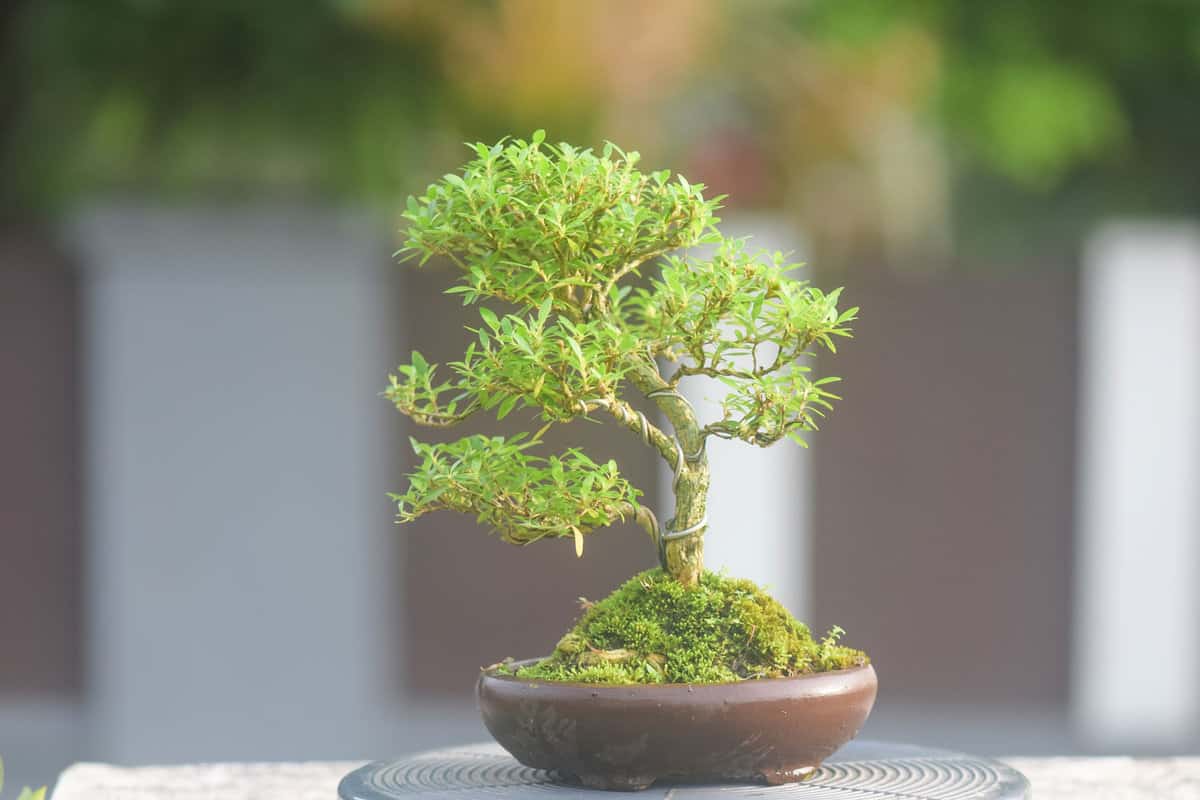 A small bonsai plant with moss underneath as base
