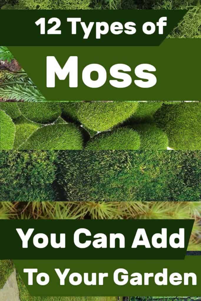 12 Types of Moss That You Can Add To Your Garden