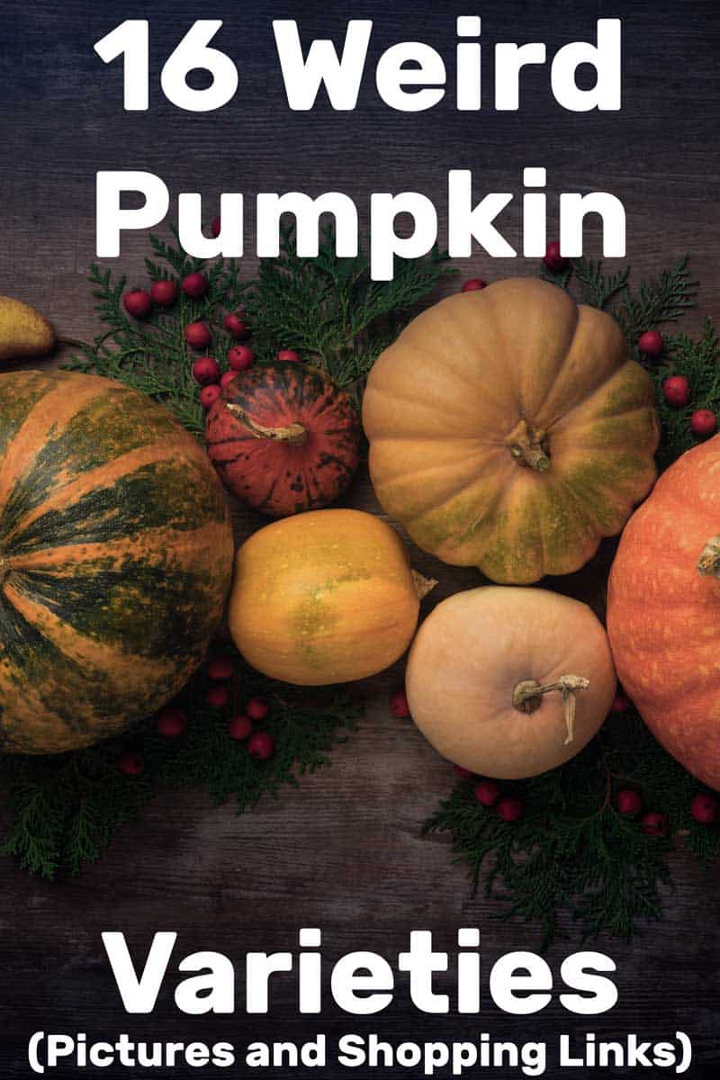 16 Weird Pumpkin Varieties (Pictures and Shopping Links)