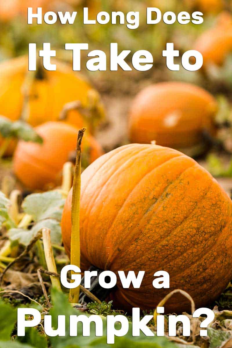 How Long Does It Take to Grow a Pumpkin?