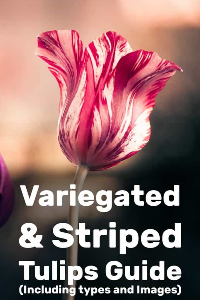 Pink, red and white striped tulips close up shot, Variegated & Striped Tulips Guide (Including types and Images)
