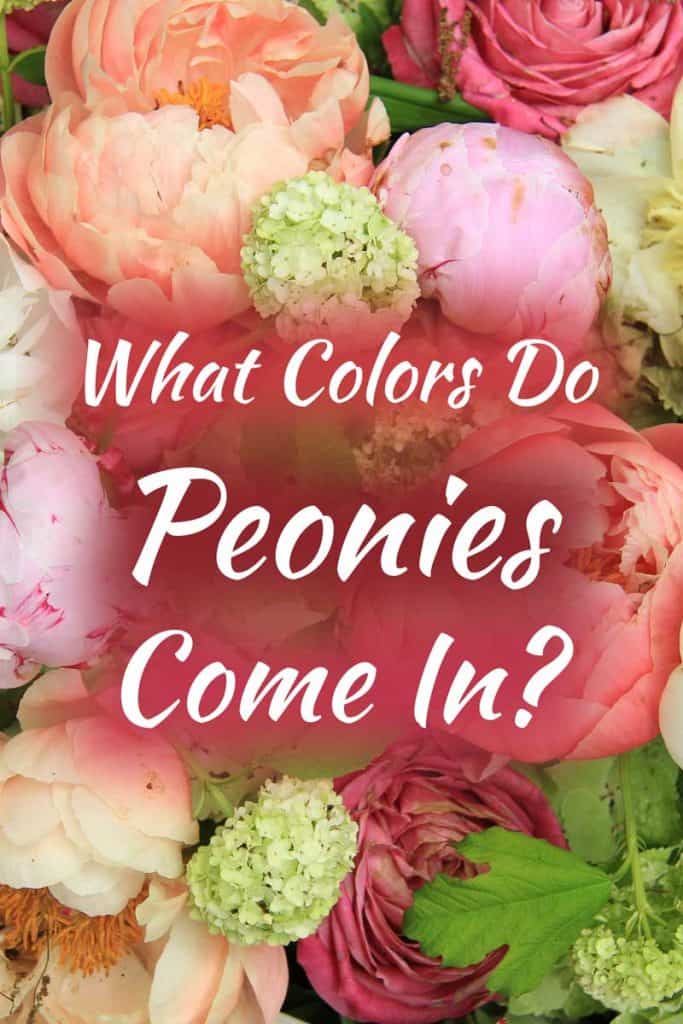 What Colors Do Peonies Come In?