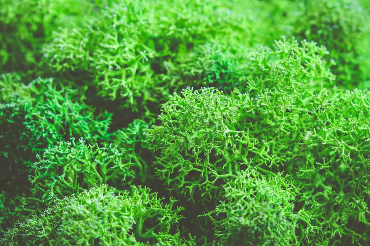 Detailed photo of Raindeer moss