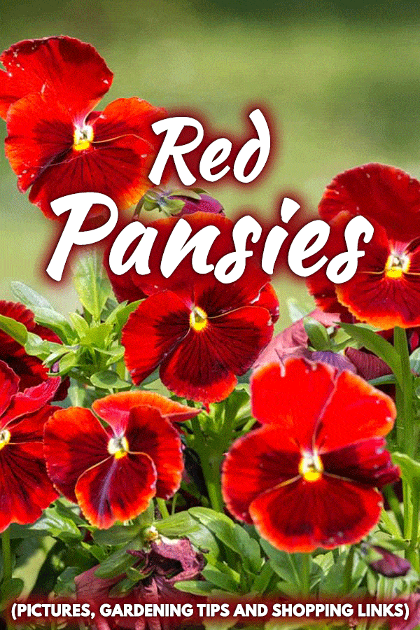 Red Pansies (Pictures, Gardening Tips, and Shopping Links)