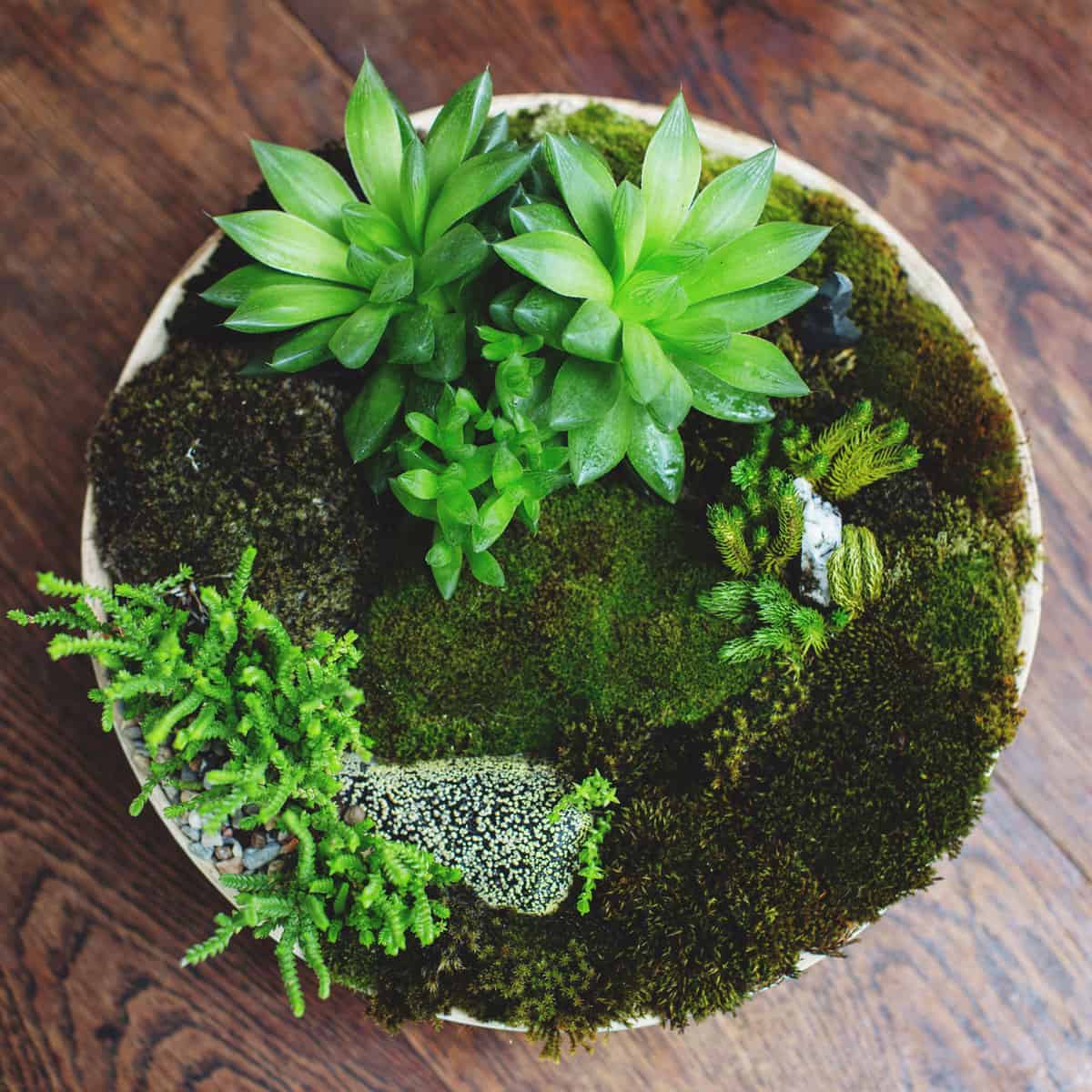 Using Moss containers