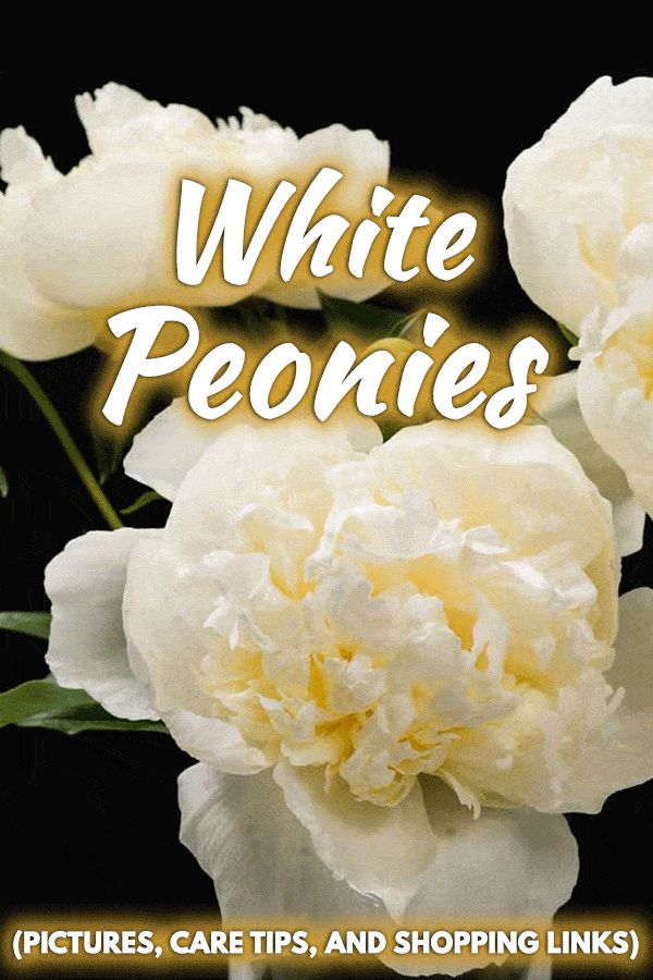 White Peonies (Pictures, Care Tips, and Shopping Links)