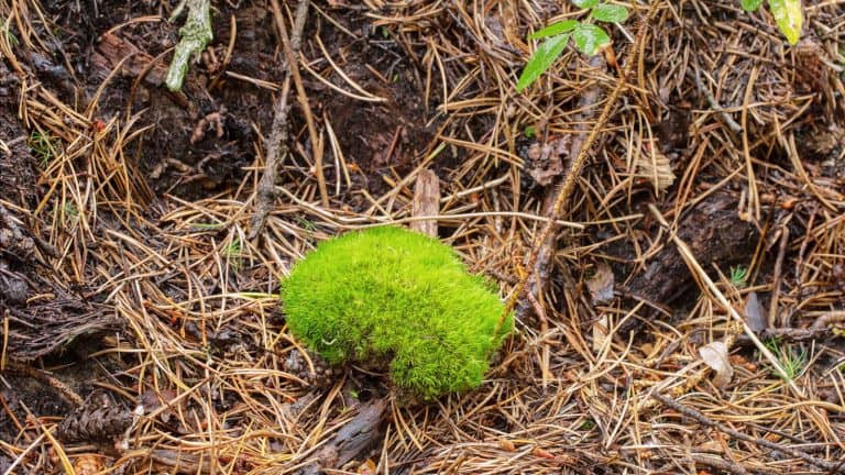 A small section of cushion moss in the garden, Cushion Moss Plant Guide (Care Tips, Facts and Pictures) - 1600X900