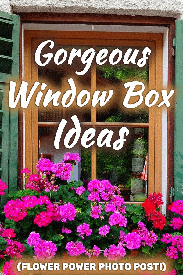40+ Gorgeous Window Box Ideas (Flower Power Photo Post!)