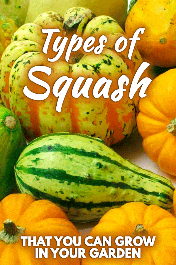 Types Of Squashes That You Can Grow
