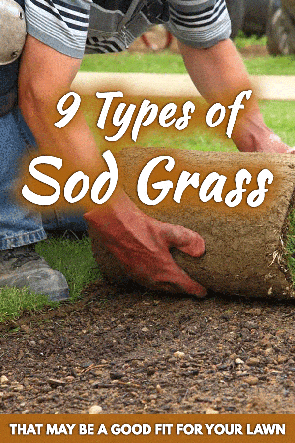 9 Types of Sod Grass That May Be a Good Fit for Your Lawn