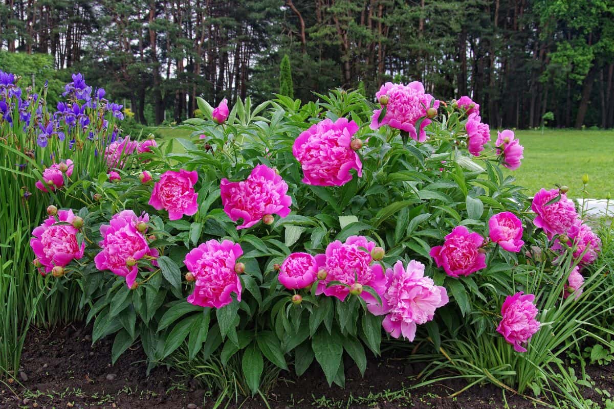 A beautiful blooming peony bush with pink flowers in the garden.